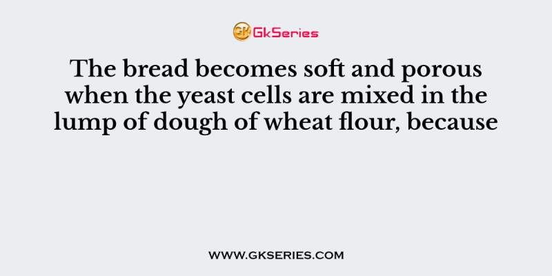 The bread becomes soft and porous when the yeast cells are mixed in the lump of dough of wheat flour, because