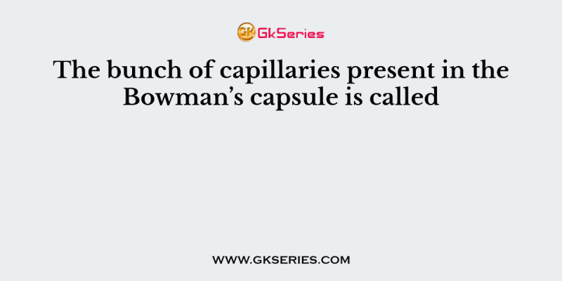 The bunch of capillaries present in the Bowman’s capsule is called