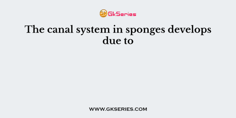 The canal system in sponges develops due to
