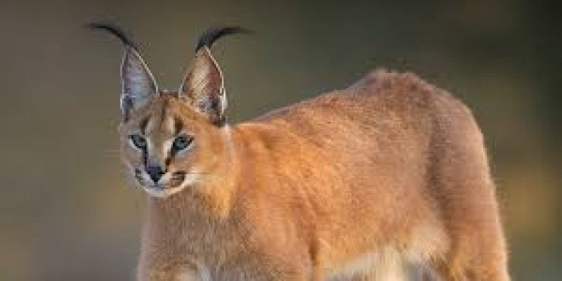 The caracal now critically endangered