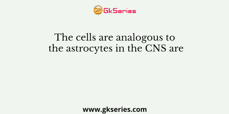 The cells are analogous to the astrocytes in the CNS are