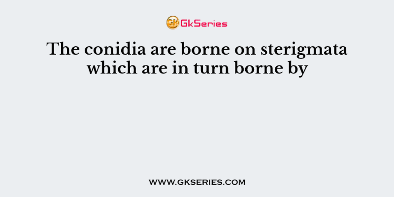 The conidia are borne on sterigmata which are in turn borne by