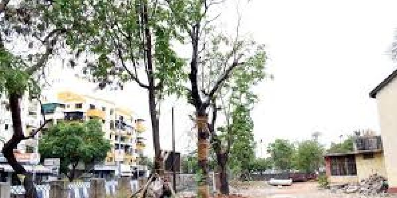 The cost and complications of transplanting a tree