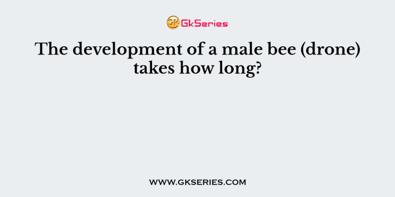 The development of a male bee (drone) takes how long?