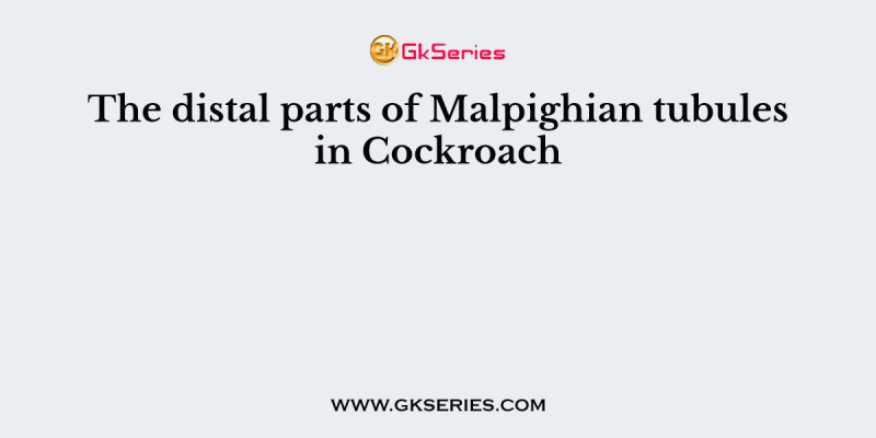 The distal parts of Malpighian tubules in Cockroach