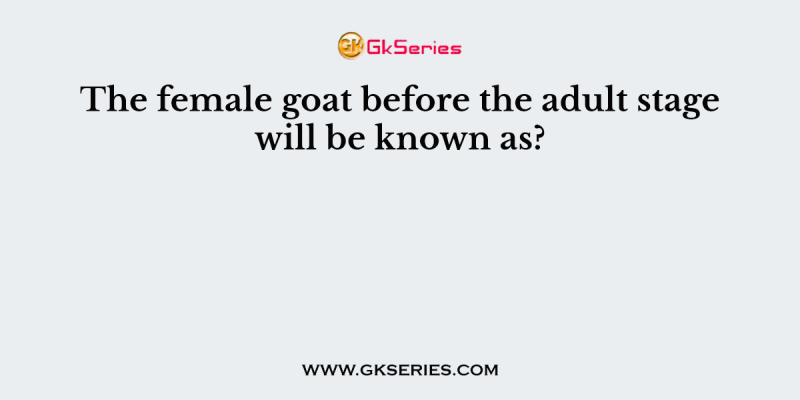 The female goat before the adult stage will be known as?
