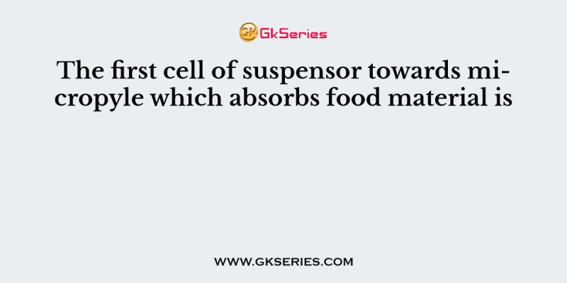 The first cell of suspensor towards micropyle which absorbs food material is
