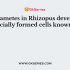 The common mode of reproduction in Rhizopus is by