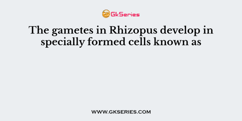 The gametes in Rhizopus develop in specially formed cells known as