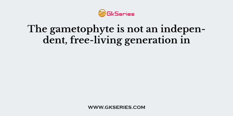 The gametophyte is not an independent, free-living generation in