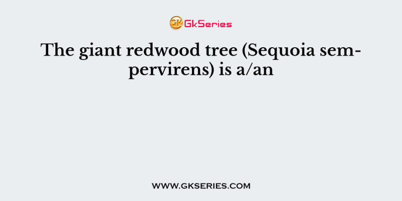 The giant redwood tree (Sequoia sempervirens) is a/an