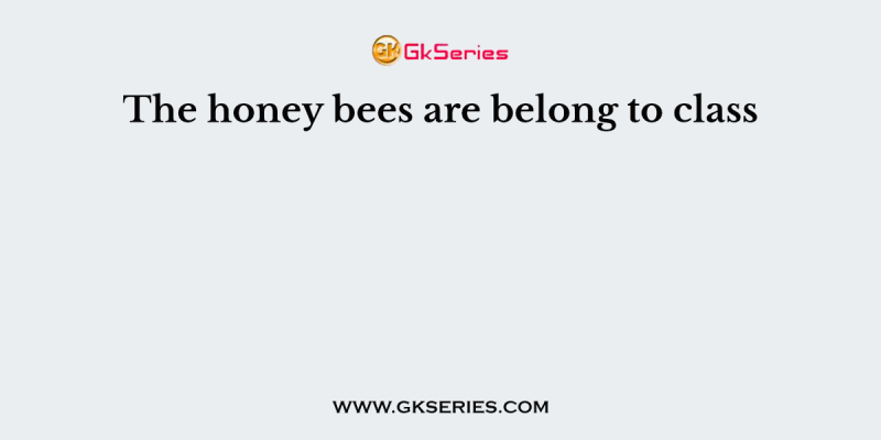 The honey bees are belong to class