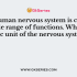 Neurons come in which different type(s)?