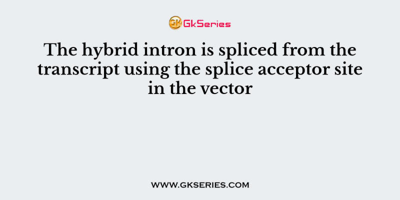 The hybrid intron is spliced from the transcript using the splice acceptor site in the vector