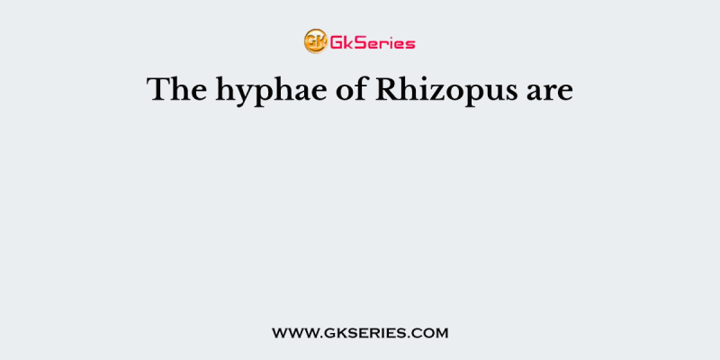 The hyphae of Rhizopus are