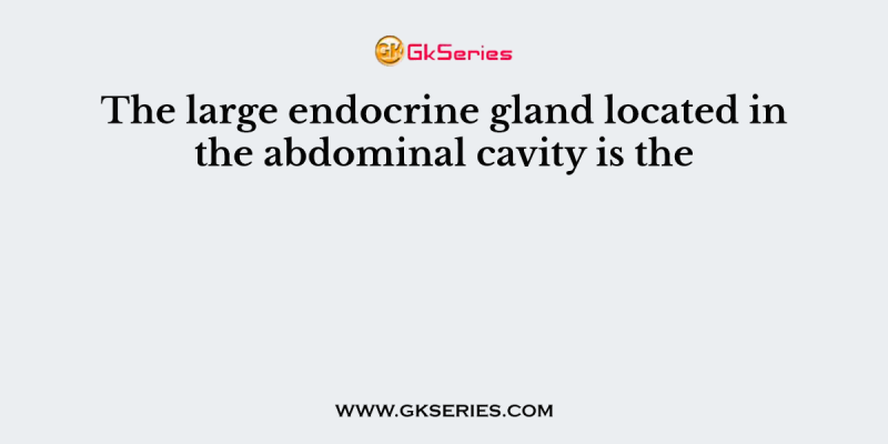 The large endocrine gland located in the abdominal cavity is the