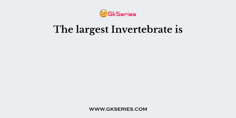 The largest Invertebrate is