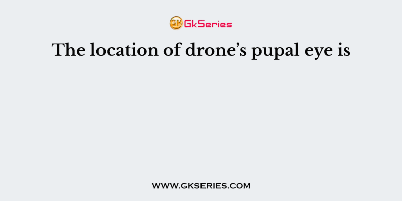 The location of drone’s pupal eye is