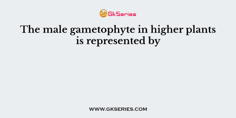 The male gametophyte in higher plants is represented by