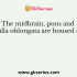 In the peripheral nervous system, which cells are neuroglia cells that support neuronal function by increasing the speed of impulse propagation?