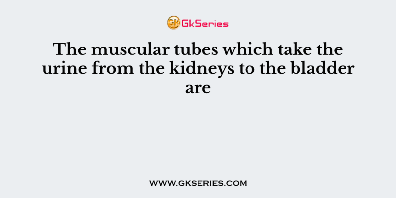 The muscular tubes which take the urine from the kidneys to the bladder are