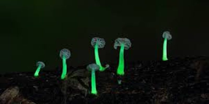 The mysterious case of glowing mushrooms in Meghalaya forests