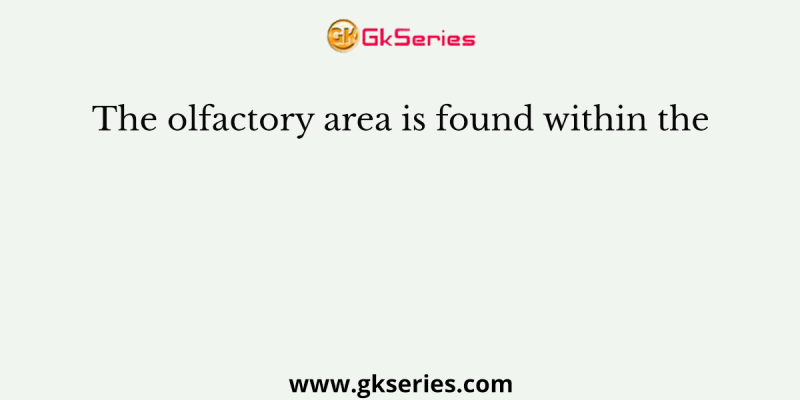 The olfactory area is found within the