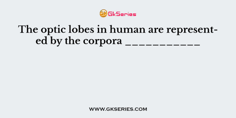 The optic lobes in human are represented by the corpora ___________