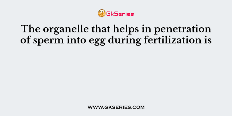 The organelle that helps in penetration of sperm into egg during fertilization is