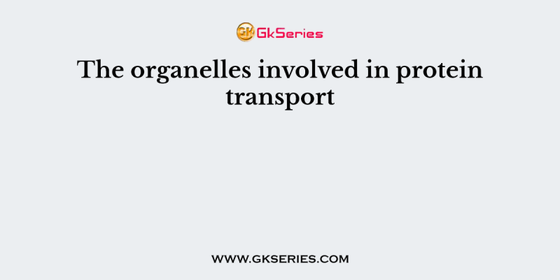 The organelles involved in protein transport