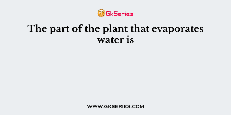 The part of the plant that evaporates water is