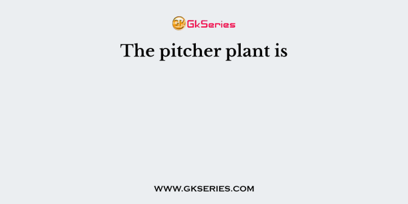 The pitcher plant is