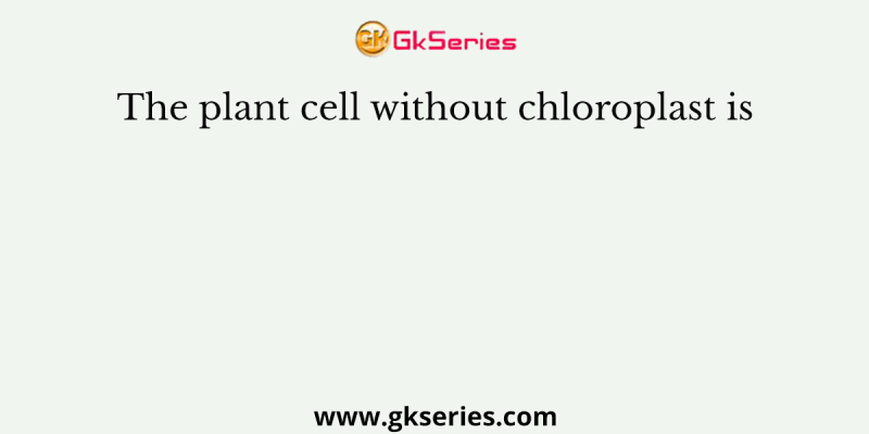 The plant cell without chloroplast is