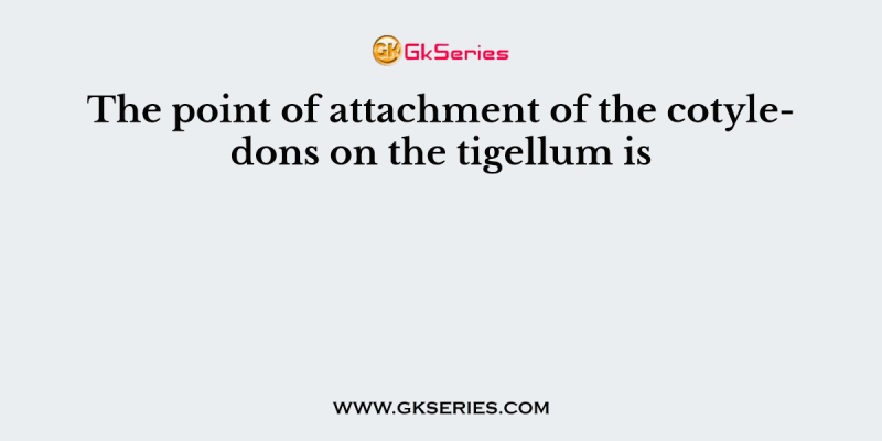 The point of attachment of the cotyledons on the tigellum is