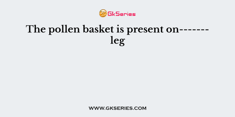 The pollen basket is present on——- leg