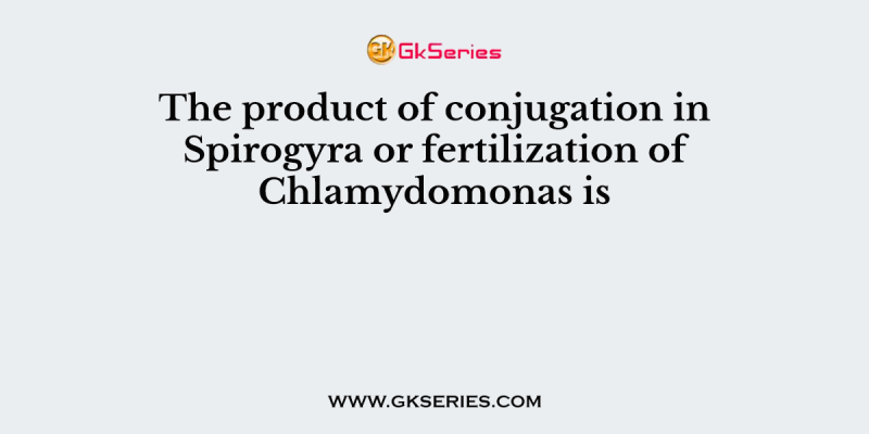 The product of conjugation in Spirogyra or fertilization of Chlamydomonas is