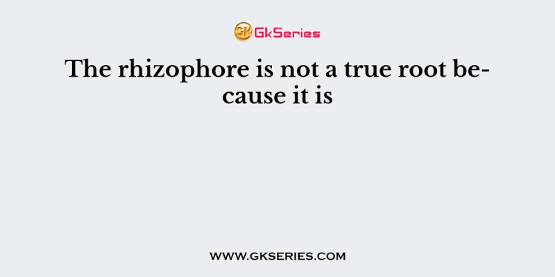 The rhizophore is not a true root because it is