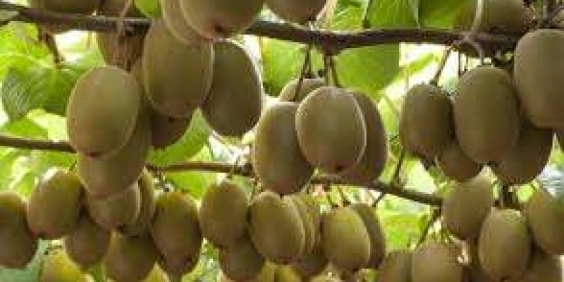 The rise of the ‘wild’ Arunachal kiwi