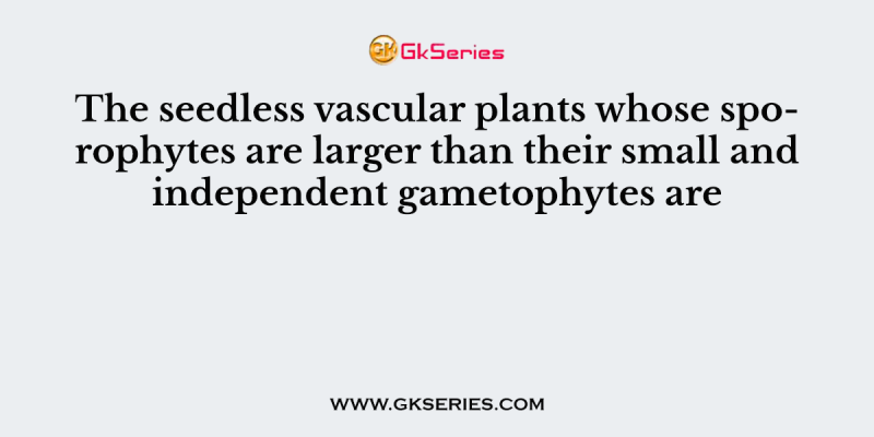 The seedless vascular plants whose sporophytes are larger than their small and independent gametophytes are