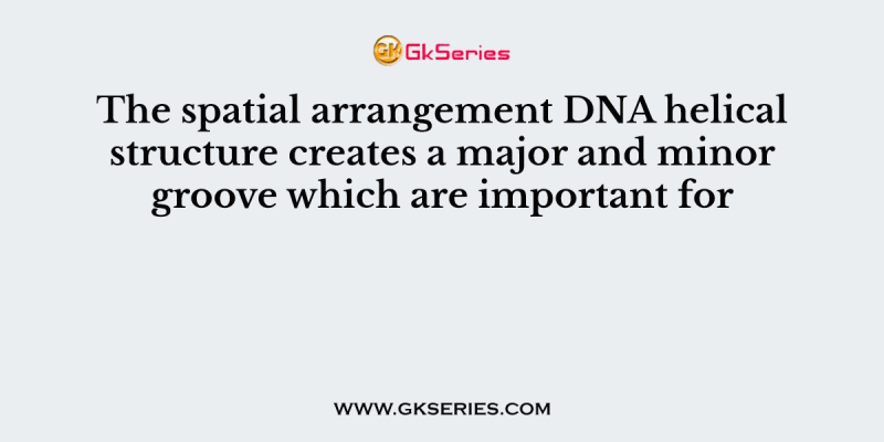 The spatial arrangement DNA helical structure creates a major and minor groove which are important for