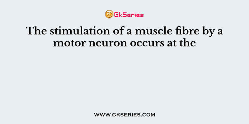 The stimulation of a muscle fibre by a motor neuron occurs at the