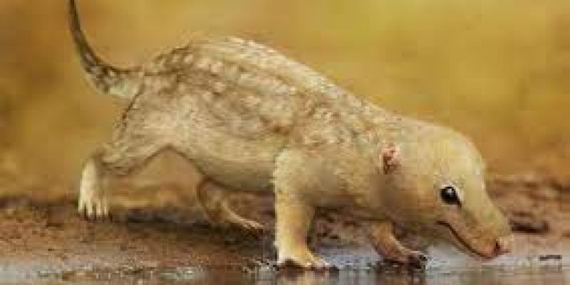 The story of 220 million year old rat like creatures via microfossils