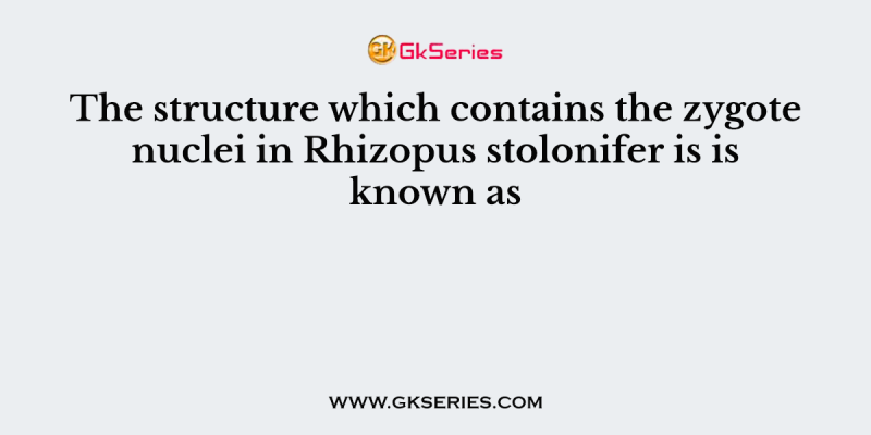 The structure which contains the zygote nuclei in Rhizopus stolonifer is is known as