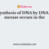 During DNA replication in prokaryotes, synthesis begins on the circular chromosome