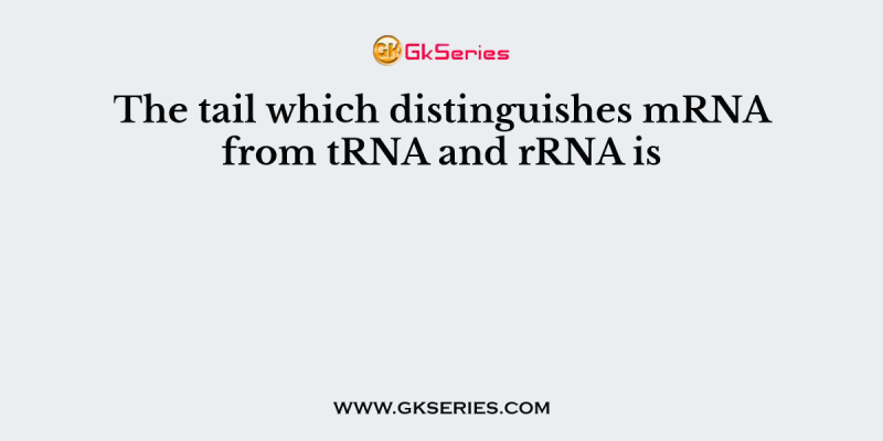 The tail which distinguishes mRNA from tRNA and rRNA is