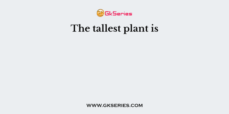 The tallest plant is