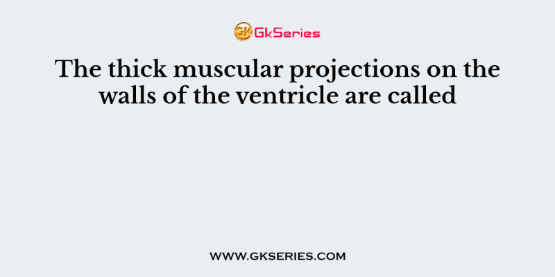 The thick muscular projections on the walls of the ventricle are called