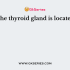 The two major portions of the adrenal gland are the