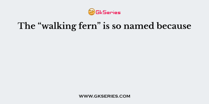 The “walking fern” is so named because