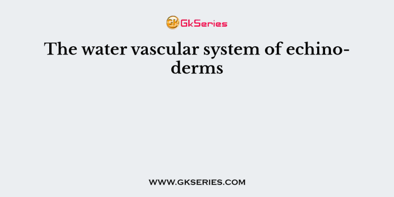 The water vascular system of echinoderms